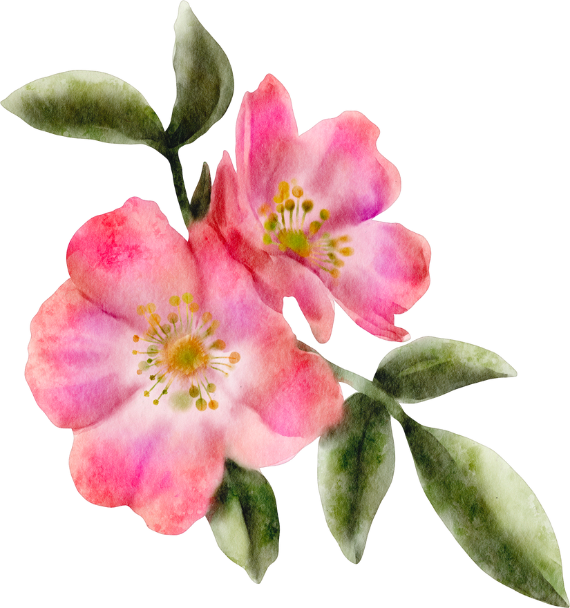 watercolor wild rose