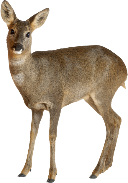 European Roe Deer, Capreolus Capreolus, 3 Years Old