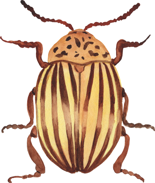 Watercolor potato beetle