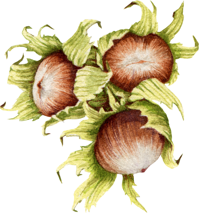 Hazelnut with shell watercolor illustration